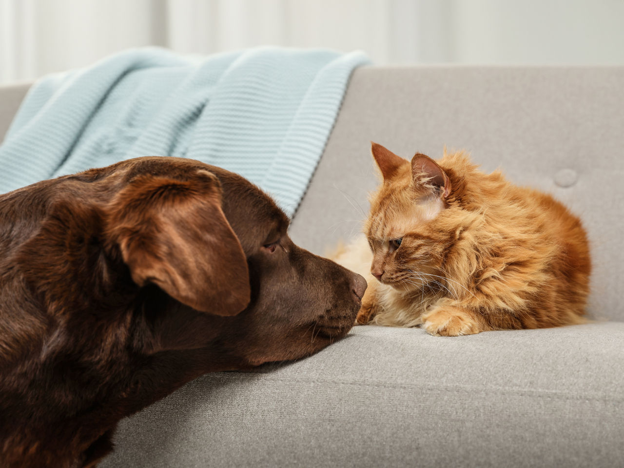 Hund schaut eine auf dem Sofa liegende Katze an